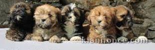 Superbes Chiots Lhassa Apso Pure Race Pedigree