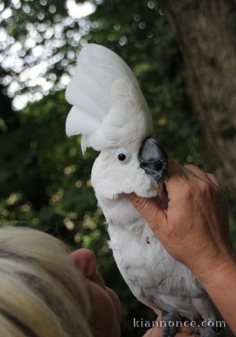 Perroquet elevé en main