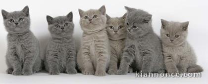   Superbes Chatons British Shorthair Pure Race