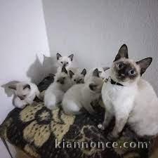 Magnifiques  Chatons  Siamois