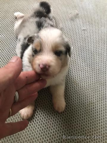 Chiots Berger Australiens à Donner