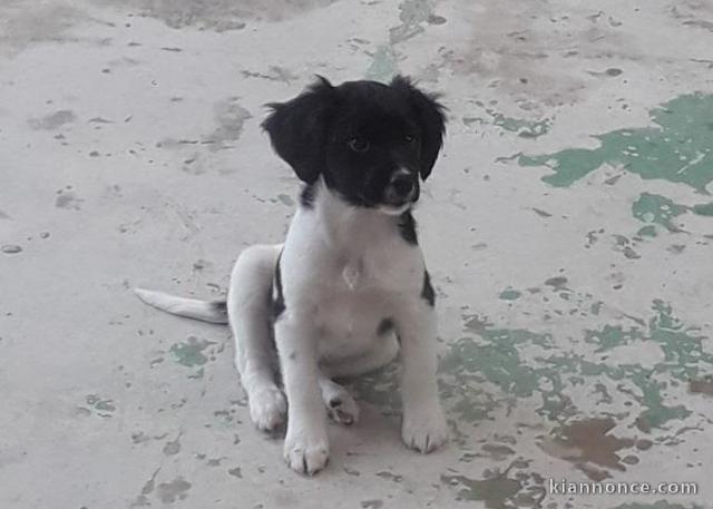 Disponible de suite magnifiques chiot épagneul breton trois mois
