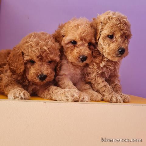 Caniche Toy rouge Mâle et Femelle de 1750 à 2290 EUR 
