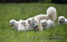 Magnifiques Chiots Samoyède Pure Race