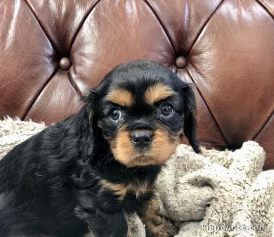 adorable chiots cavalier king charles
