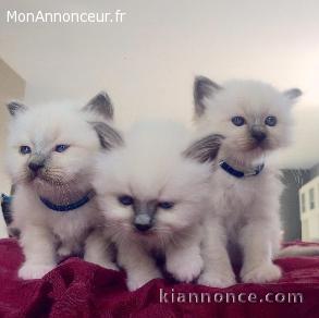 adorable chatons sacre de birmanie
