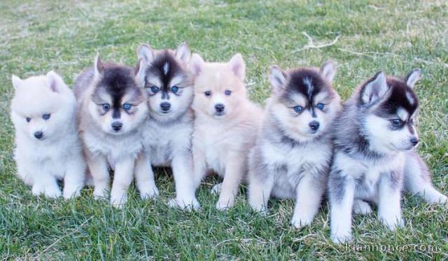 Chiots Pomsky en Adoption