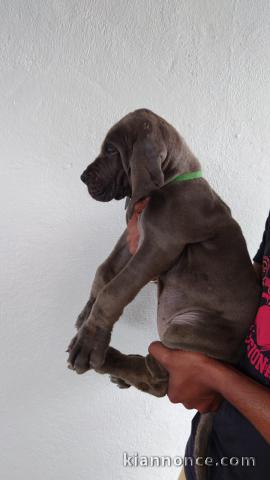 Chiots Dogue Allemand Bleu