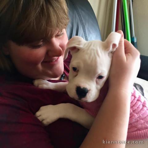 Adorable Boxer puppy 