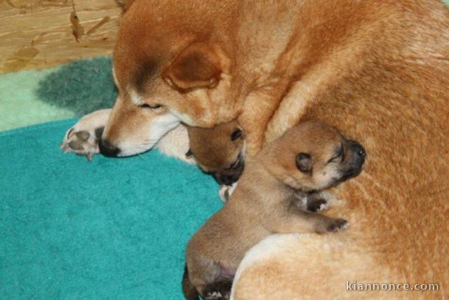Magnifiques Chiots Akita Inu Pure Race