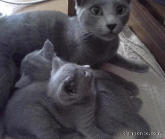  Sublimes chatons Bleu Russe déjà sevrés