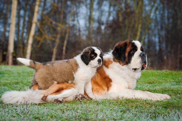 Magnifiques Chiots Saint Bernard Pure Race