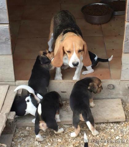 Magnifiques Chiots Beagle Pure Race