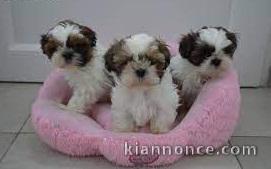 Exceptionnels Chiots Shih Tzu Pure Race
