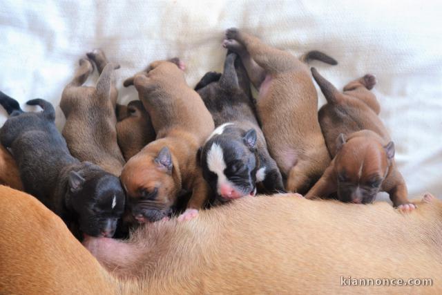Magnifiques Chiots  Staffie Pure Race