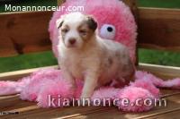 A donner adorable chiot berger australien femelle