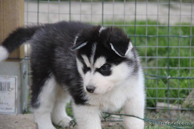 A donnez un jolie chiot Chiot Siberian Huskyvfemelle non lof