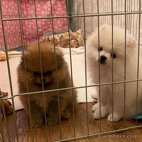 Magnifiques Spitz Nains allemands à adopter