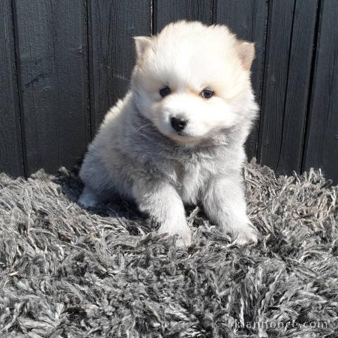 Mini et magnifiques chiots Pomsky à ADOPTER.