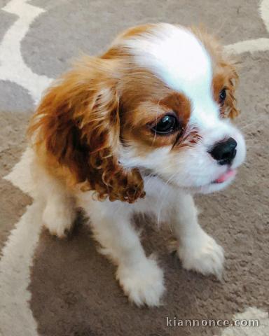 Je donne mes mignons Cavaliers King Charles pour adoption.