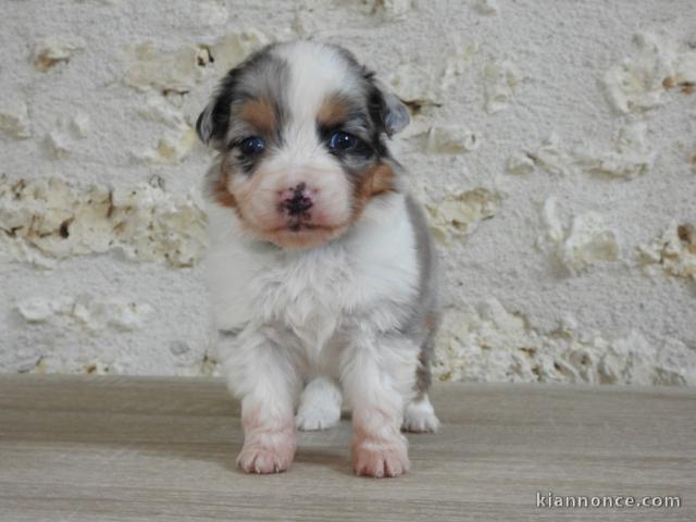 chiot berger australiens a donner