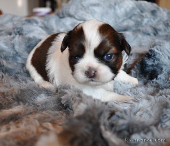 Chiot mâle berger australien a donner