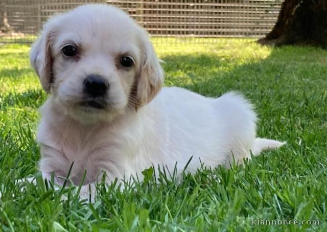 Chiot Setter anglais a donner