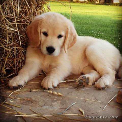 chiot golden retriever a donner