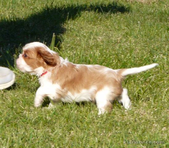 Chiots Cavaliers King Charles LOF a donner