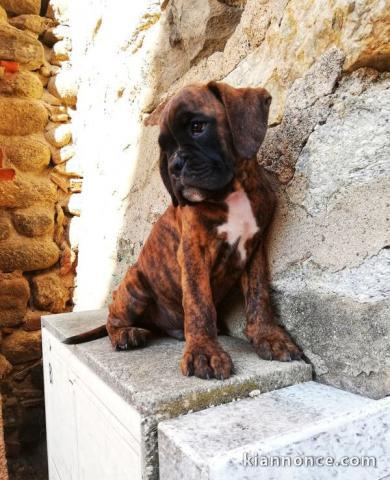 Adorable chiot Boxer femelle et mâle a donner