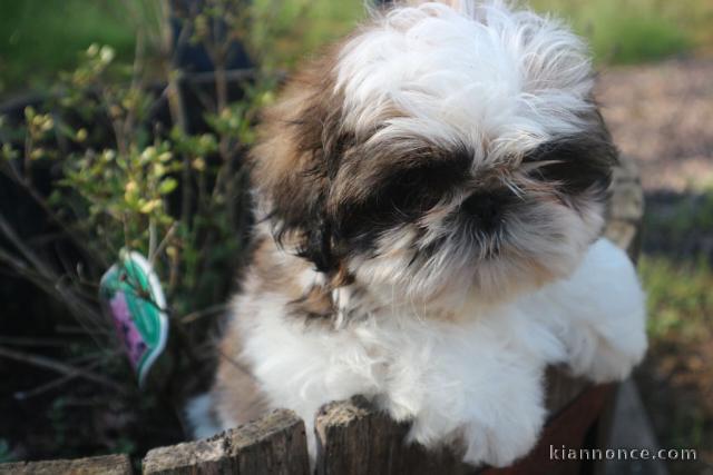 Donnes chiot shih tzu femelle non inscrit au lof