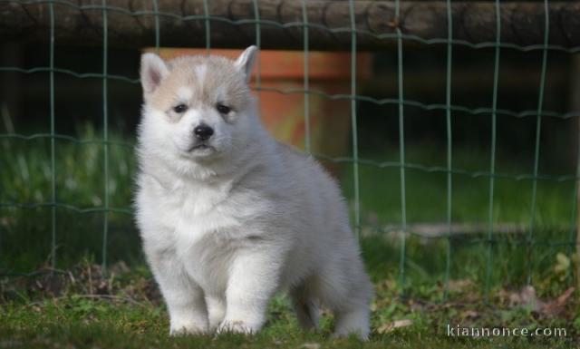 Chiot Siberian Husky lof a donner