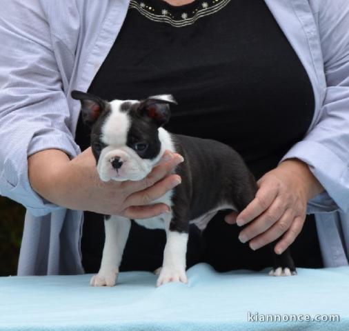Chiot Boston Terrier  lof a donner