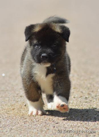 chiot Akita Américain lof a donner
