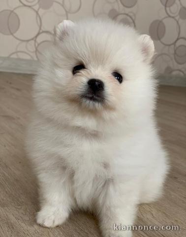 chiot Spitz  lof a donner