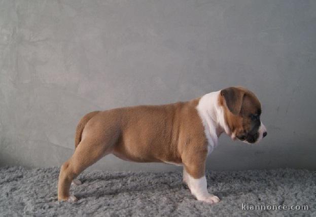 Chiot american staffordshire terrier lof a donner