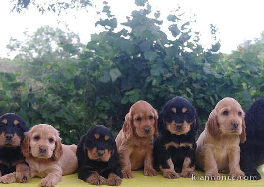 Superbes Chiots Cocker Spaniel Anglais Pure Race 