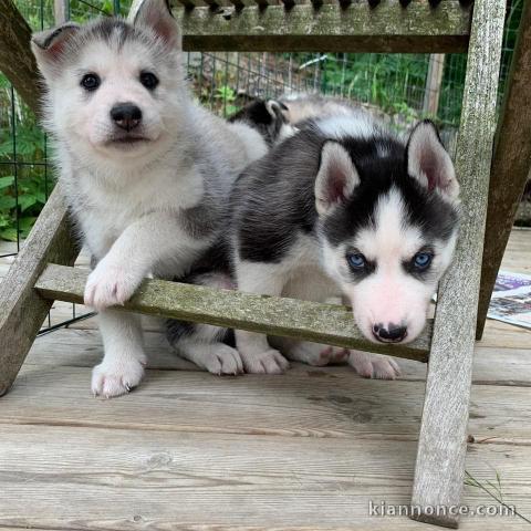 A donner chiot husky siberian femelle yeux bleu