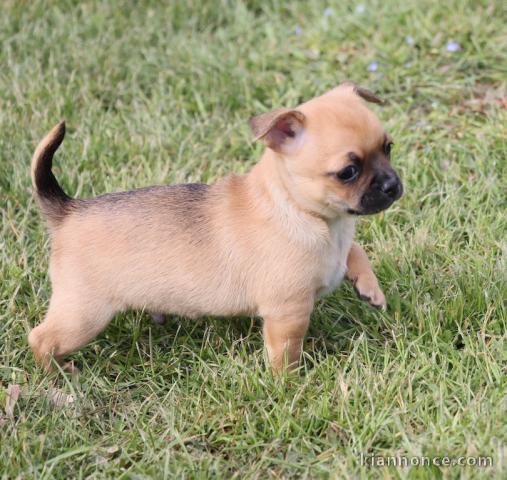 A donner chiot chihuahua très belle femelle