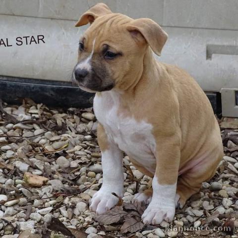 chiot American staffordshire terrier trois mois