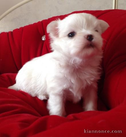 D.o.n adorable chiot bichon maltais femelle