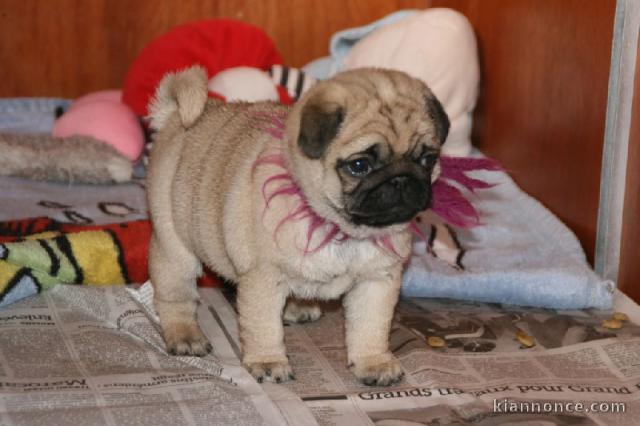 Je donne adorables petits chiots carlin