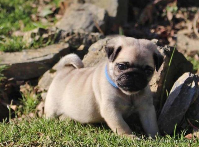 Je donne adorables petits chiots carlin