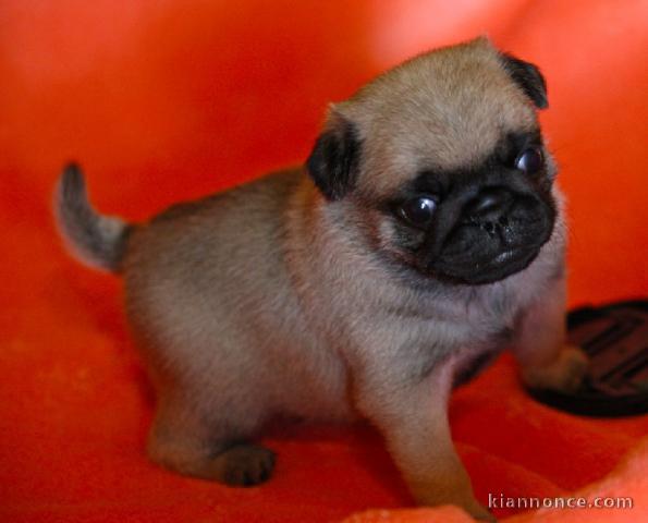 Je donne adorables petits chiots carlin