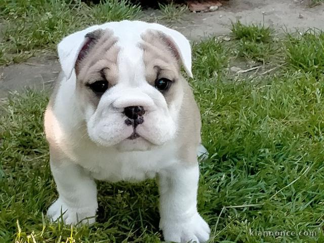 Donnes chiot bulldog anglais femelle et mâle vaccinée
