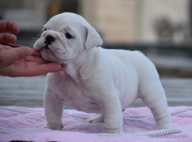 Donnes chiot bulldog anglais femelle et mâle vaccinée