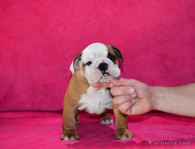 Donnes chiot bulldog anglais femelle et mâle vaccinée