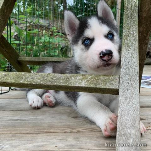A donné chiot sibérien husky au yeux bleu