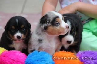 A donner berger  australien 