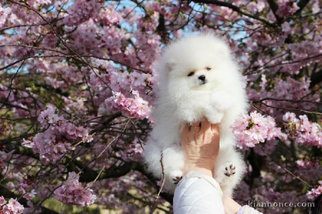 Chiot spitz nain femelle a donner